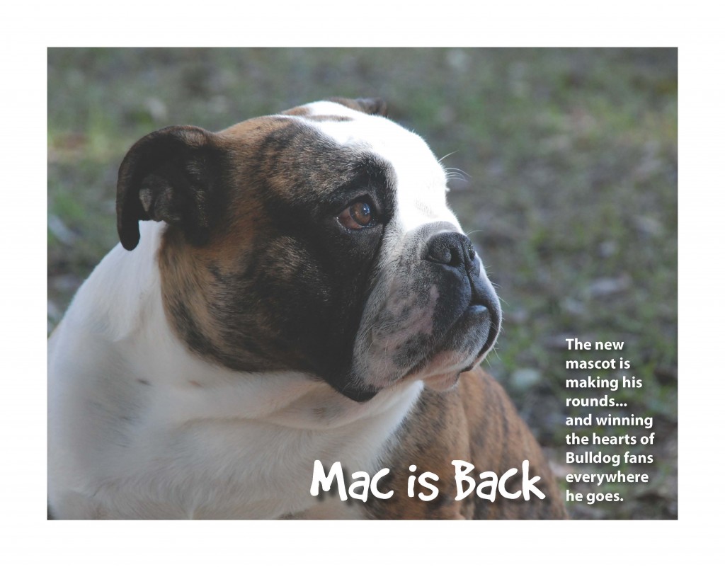 Mac the bulldog